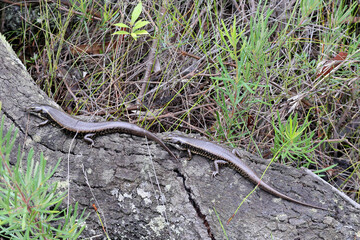 Eastern Water Skinks basking on log