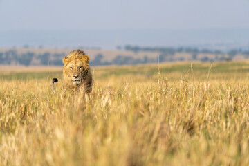 a lion walks in the tall grass looking in our direction