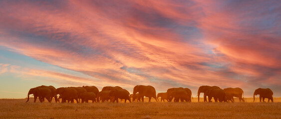 an elephant family walks the African plains at sunset © Cavan