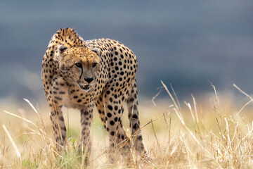 a cheetah looks suspiciously at a rival © Cavan