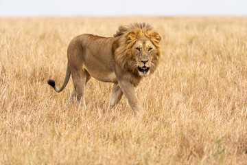 a lion walks the plains in search of prey