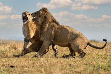 lions breeding in the plains of Tanzania