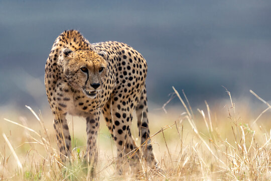 a cheetah looks suspiciously at a rival