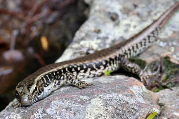 Eastern Water Skink basking on a rock