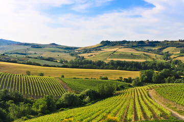 Fototapeta na wymiar vineyard in Umbria