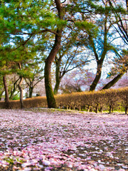 公園の桜の花びら