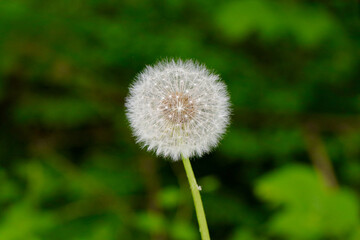 dandelion on green background