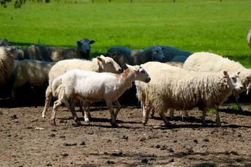 Obraz premium sheep in the field