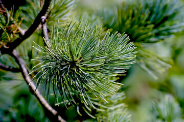 Needles on the branch of a dwarf pine tree, Pinus pumila