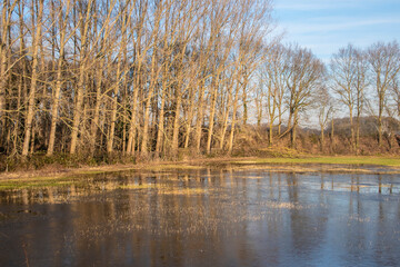Landscape with flooded river Maas in Bergen - Noord Limburg, the Netherlands