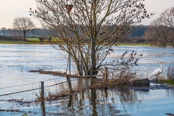 Landscape with flooded river Maas in Bergen - Noord Limburg, the Netherlands