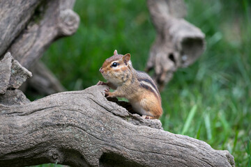 Naklejka na ściany i meble Lively and speedy critters, chipmunks are small members of the squirrel family.