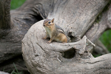 Naklejka na ściany i meble Lively and speedy critters, chipmunks are small members of the squirrel family. 