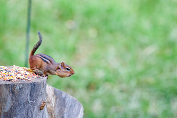 Lively and speedy critters, chipmunks are small members of the squirrel family. 