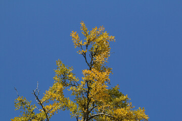 風景素材　美しい日本の紅葉