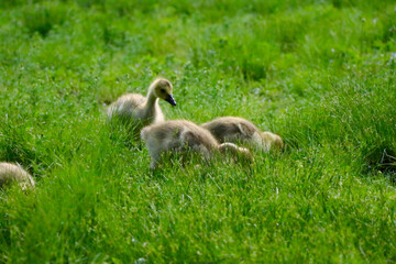 family geese