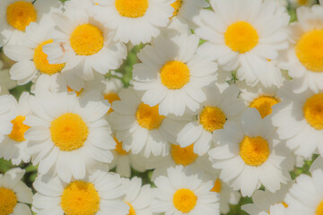 背景素材　花のクローズアップ　ノースポールの加工写真