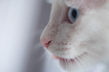 Obraz premium White kitten