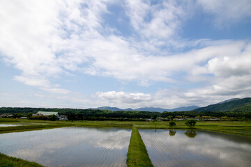 風景素材　初夏の水田と青く綺麗な空