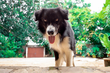 border collie