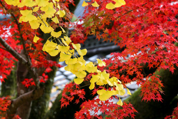 風景素材　美しい日本の紅葉