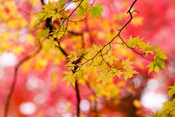 Fototapeta premium 風景素材 美しい日本の紅葉
