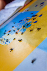 Dead flies insects on the colorful table. Insect graveyard.