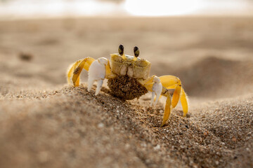 crab