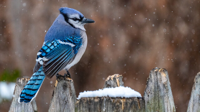 Blue Jay bird in the snow