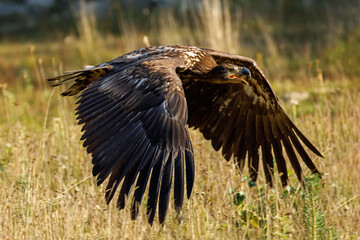Eagle in flight. White-tailed eagle, Haliaeetus albicilla, flies over meadow with widely spread wings and open beak. Majestic bird hunting. Wildlife from nature. The largest eagle in Europe.