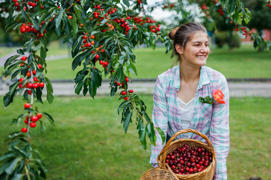 Pretty young girl picking cherry in garden
