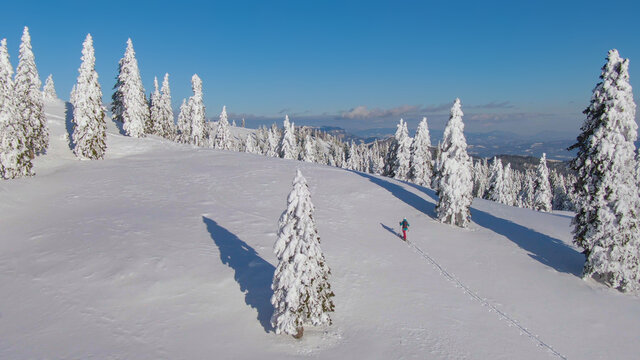 AERIAL: Female tourist hikes up snowy hill during a ski touring trip in Slovenia