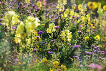 Blooming colorful sunlit meadow in back light      
