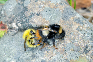 エゾコマルハナバチ（北海道・知床）
