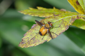 シナヒラタハナバエ（北海道・釧路湿原）
