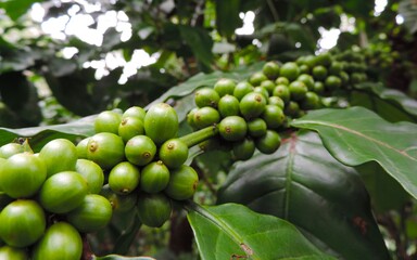selectively focus raw green coffee on tree with blurred background