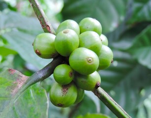 selectively focus raw green coffee on tree with blurred background