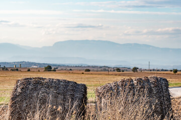 round straw bales in the foreground with a background of cereal fields