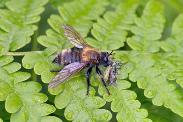 獲物を捕らえたチャイロオオイシアブ（北海道・層雲峡）
