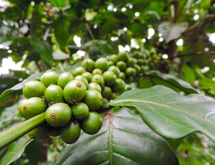 selectively focus raw green coffee on tree with blurred background
