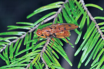 ベッコウバエ（北海道・知床）
