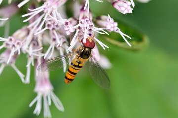 ホソヒラタアブ（北海道・層雲峡）
