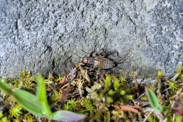 マダラスズ（北海道・大雪山）
