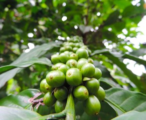 selectively focus raw green coffee on tree with blurred background