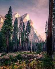 Pine trees at Yosemite Valley surrounded by majestic cliffs, vertical photo