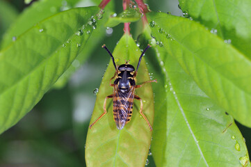 ヨコジマナガハナアブ（北海道・知床）
