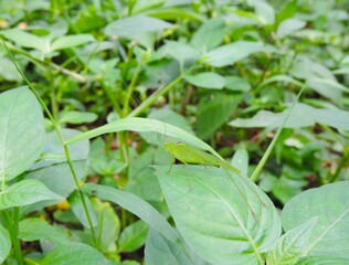 insects on the leaves