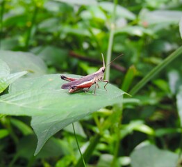 grasshopper on a leaf