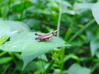 grasshopper on a leaf