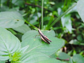 bug on a leaf